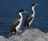 King Cormorants